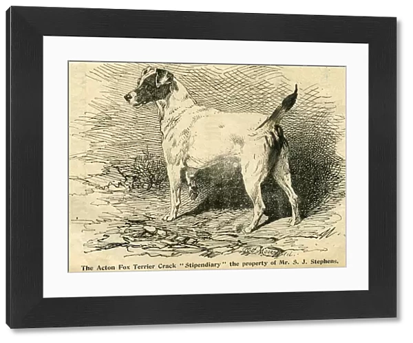 1895 Crufts Fox Terrier entry