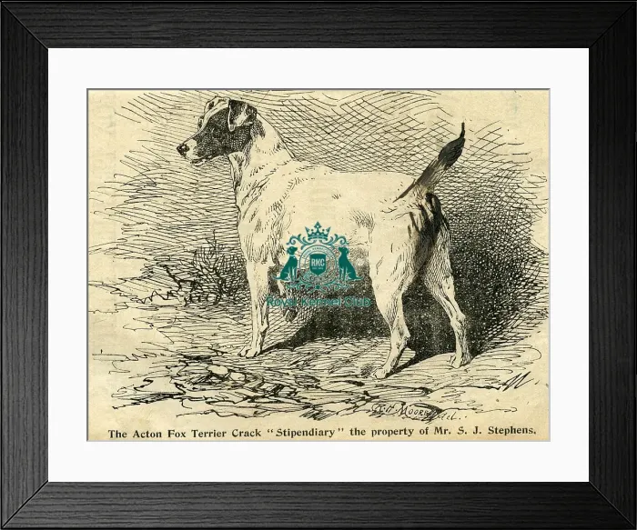Framed Print : 1895 Crufts Fox Terrier entry
