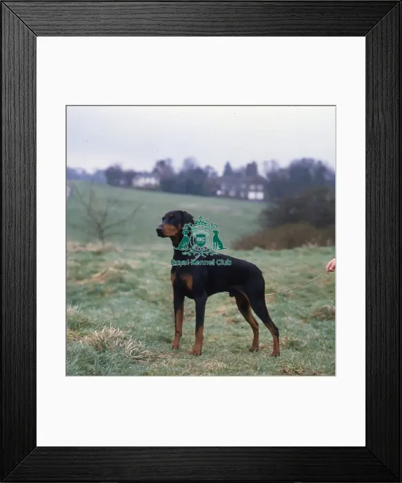 Framed Print : Dobermann