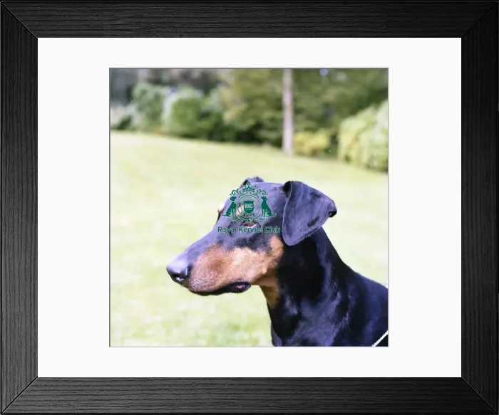 Framed Print : Dobermann
