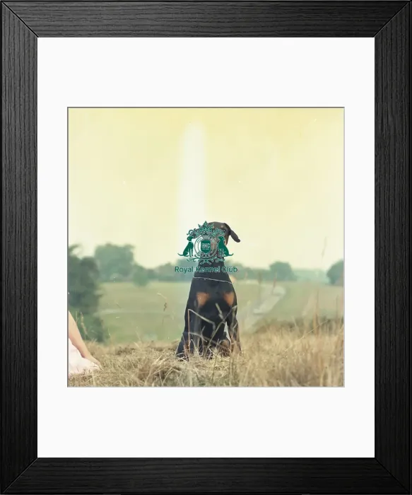 Framed Print : Dobermann