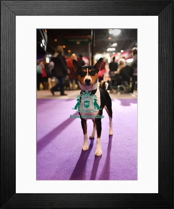 Framed Print : Basenji Crufts 2016