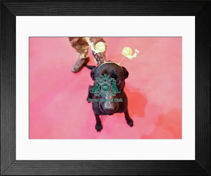 Framed Print : Crufts 2016 Framed Print : Crufts 2016