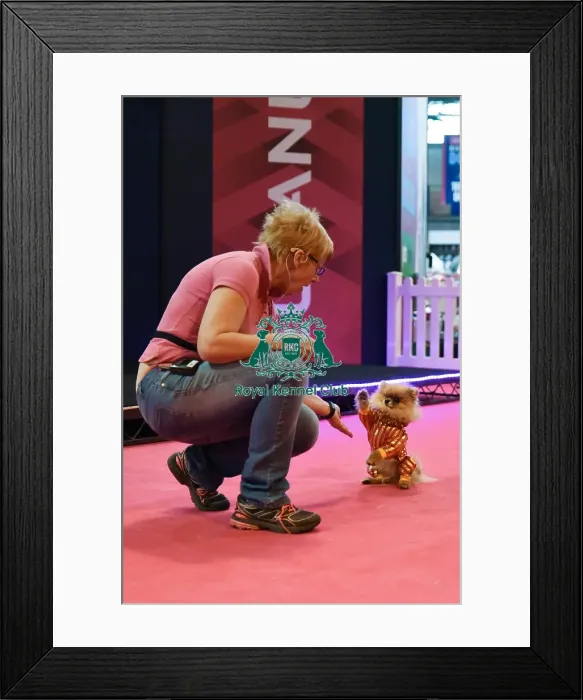Framed Print : Crufts 2016 Framed Print : Crufts 2016