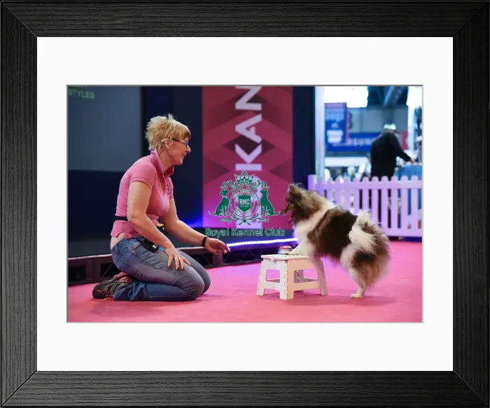 Framed Print : Crufts 2016 Framed Print : Crufts 2016