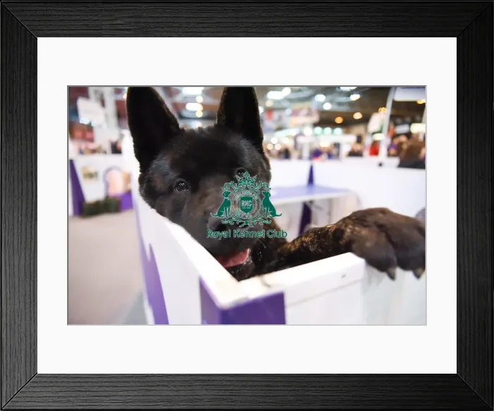 Framed Print : Crufts 2016 Framed Print : Crufts 2016
