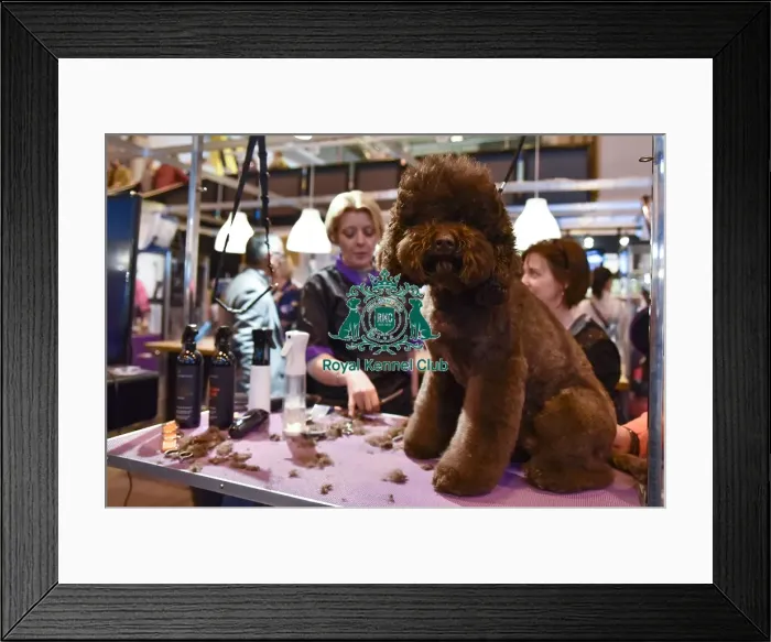 Framed Print : Crufts 2016 Framed Print : Crufts 2016