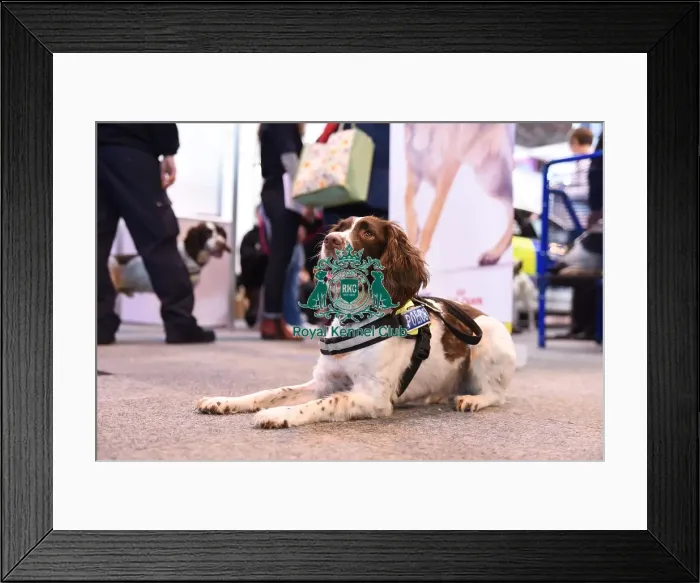 Framed Print : Crufts 2016 Framed Print : Crufts 2016