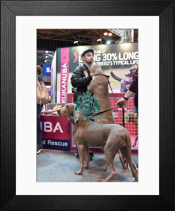 Framed Print : Crufts 2016 Framed Print : Crufts 2016