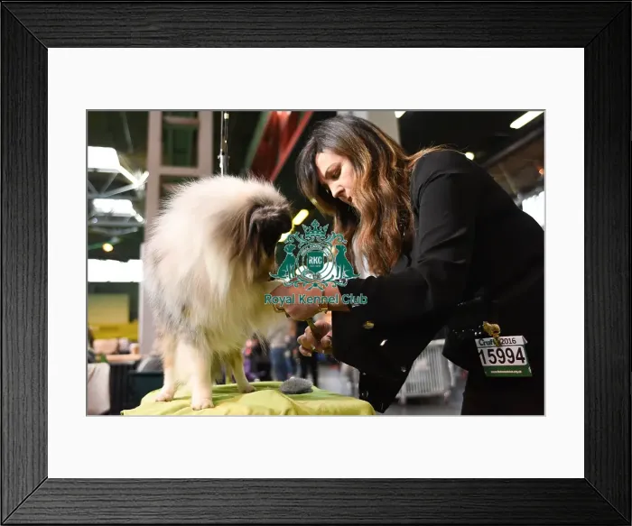 Framed Print : Crufts 2016 Framed Print : Crufts 2016