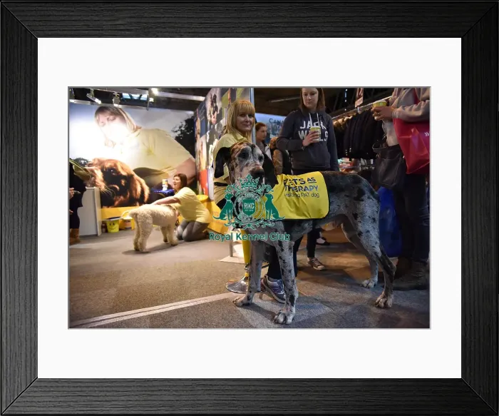 Framed Print : Crufts 2016 Framed Print : Crufts 2016