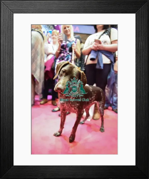 Framed Print : Crufts 2016 Framed Print : Crufts 2016