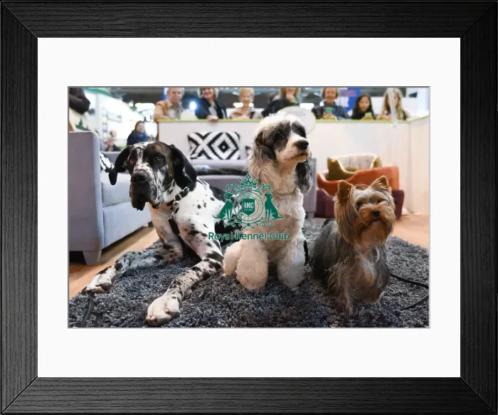 Framed Print : Crufts 2016 Framed Print : Crufts 2016
