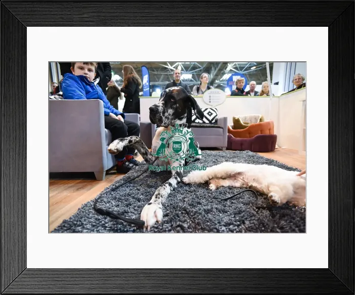 Framed Print : Crufts 2016 Framed Print : Crufts 2016