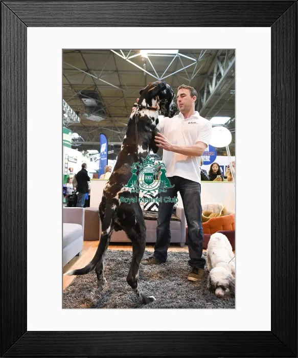 Framed Print : Crufts 2016 Framed Print : Crufts 2016