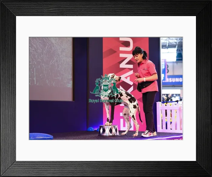 Framed Print : Crufts 2016 Framed Print : Crufts 2016