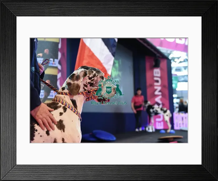 Framed Print : Crufts 2016 Framed Print : Crufts 2016