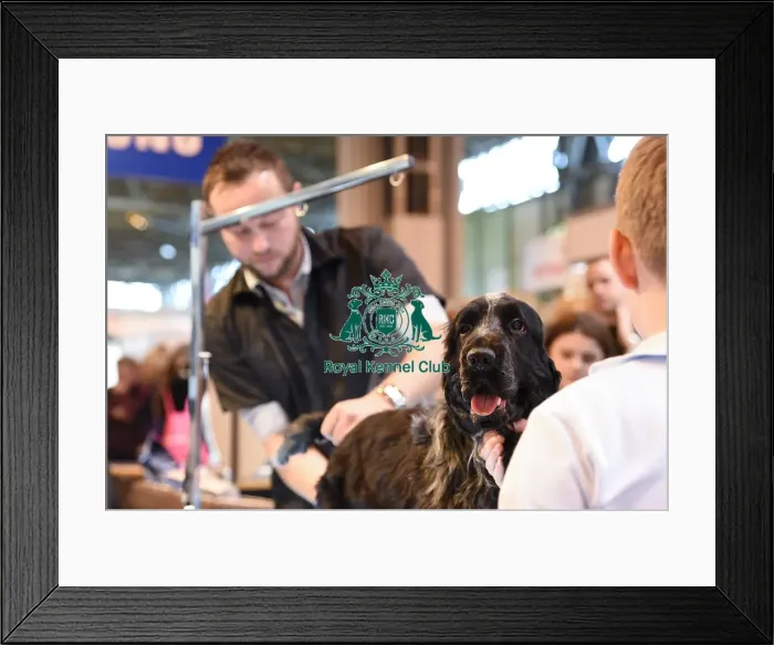 Framed Print : Crufts 2016