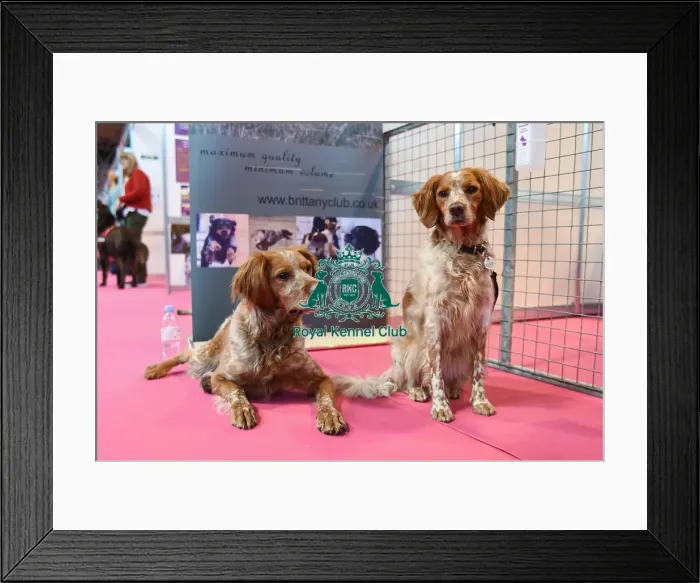 Framed Print : Crufts 2016 Framed Print : Crufts 2016