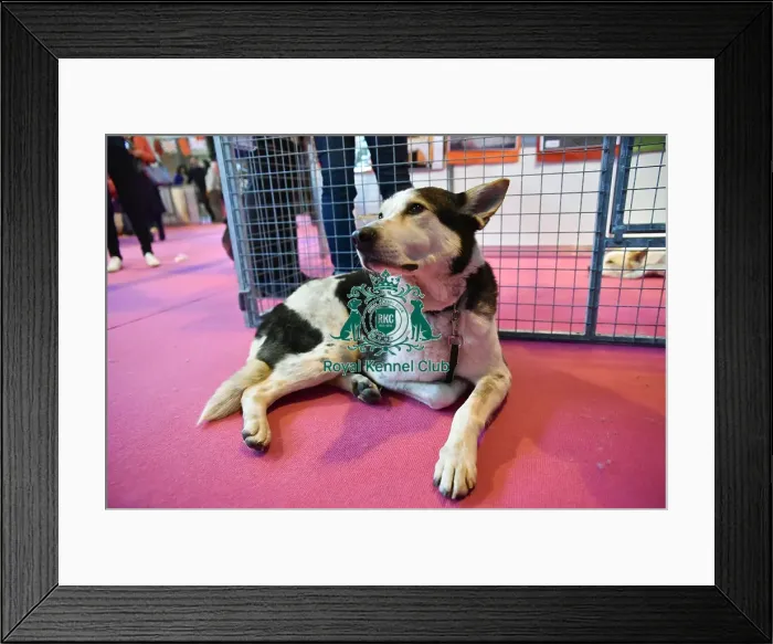 Framed Print : Crufts 2016 Framed Print : Crufts 2016