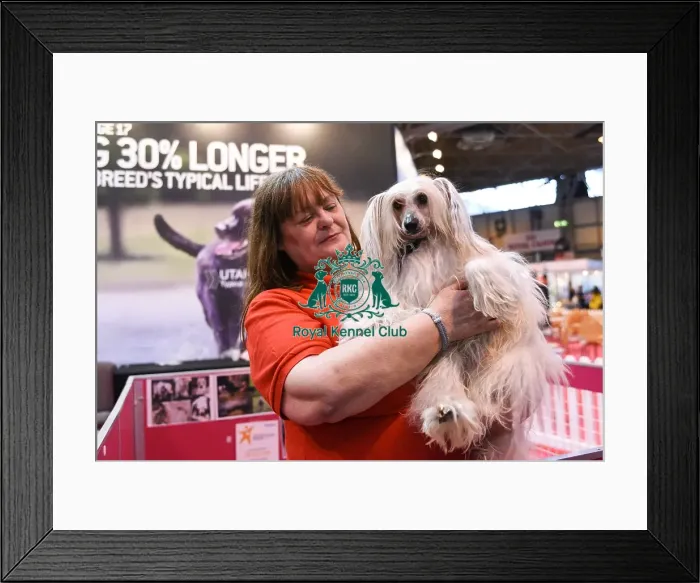 Framed Print : Crufts 2016 Framed Print : Crufts 2016