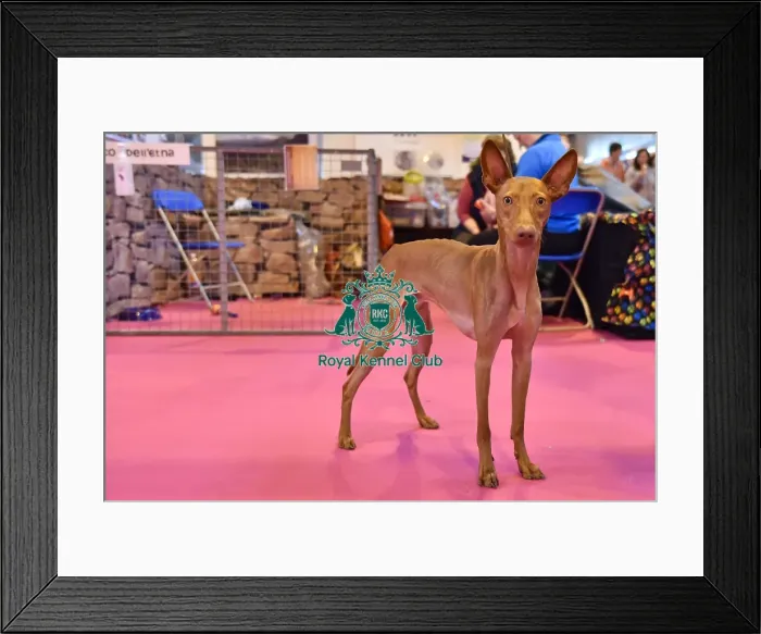 Framed Print : Crufts 2016 Framed Print : Crufts 2016