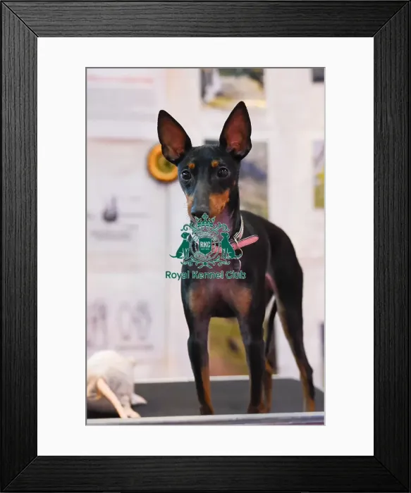 Framed Print : Crufts 2016 Framed Print : Crufts 2016