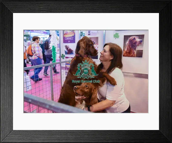 Framed Print : Crufts 2016