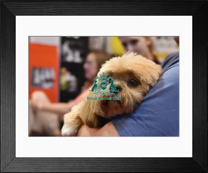 Framed Print : Crufts 2016 Framed Print : Crufts 2016