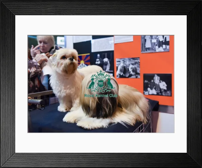 Framed Print : Crufts 2016 Framed Print : Crufts 2016
