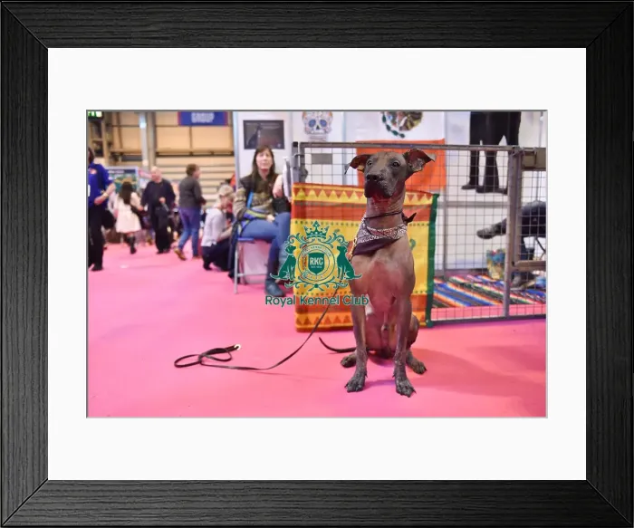 Framed Print : Crufts 2016 Framed Print : Crufts 2016