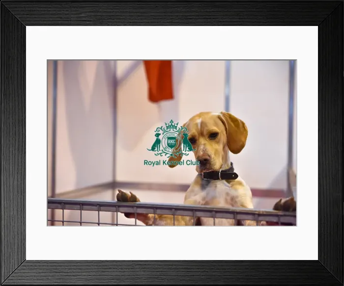 Framed Print : Crufts 2016 Framed Print : Crufts 2016