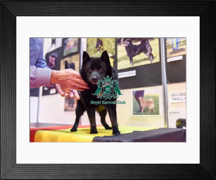Framed Print : Crufts 2016 Framed Print : Crufts 2016