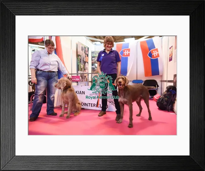 Framed Print : Crufts 2016 Framed Print : Crufts 2016