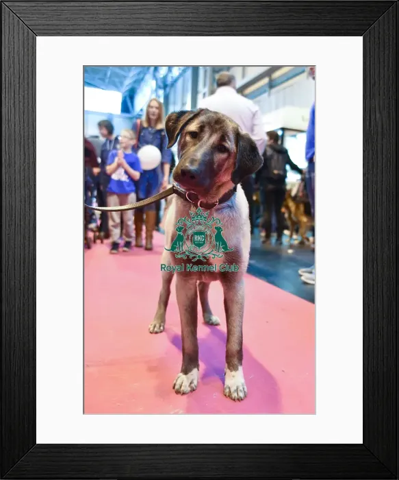 Framed Print : Crufts 2016 Framed Print : Crufts 2016
