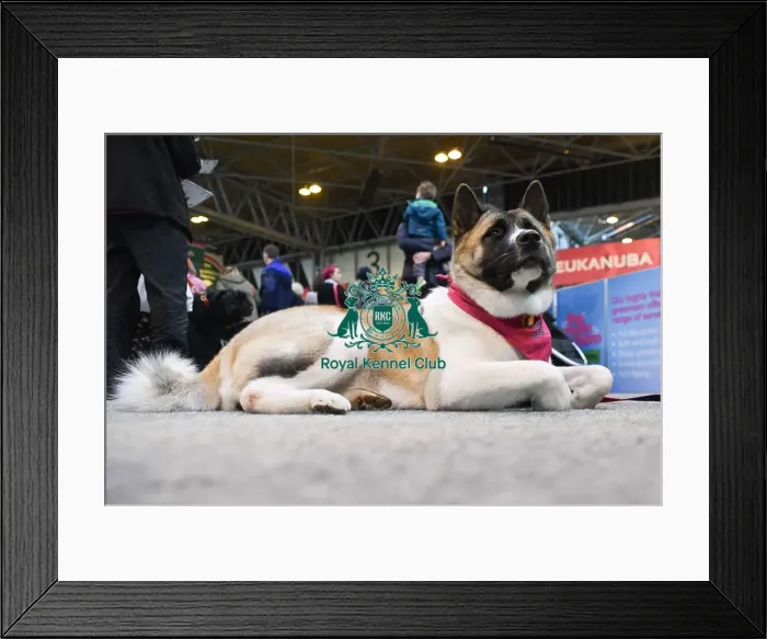 Framed Print : Crufts 2016 Framed Print : Crufts 2016