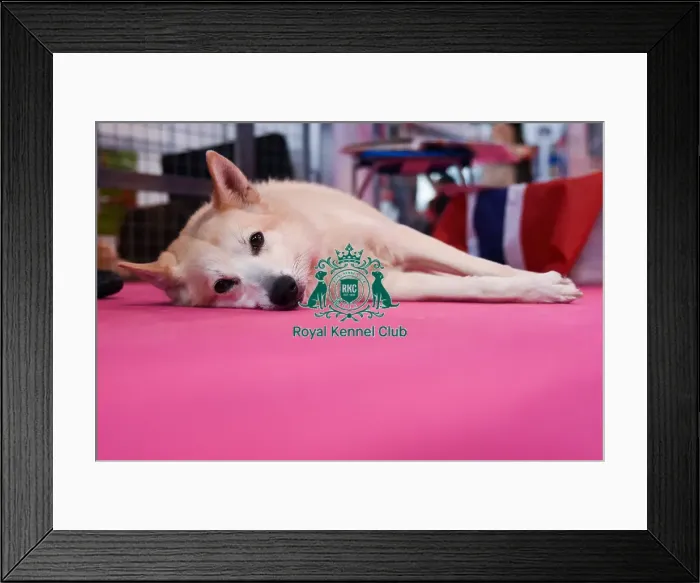 Framed Print : Crufts 2016 Framed Print : Crufts 2016