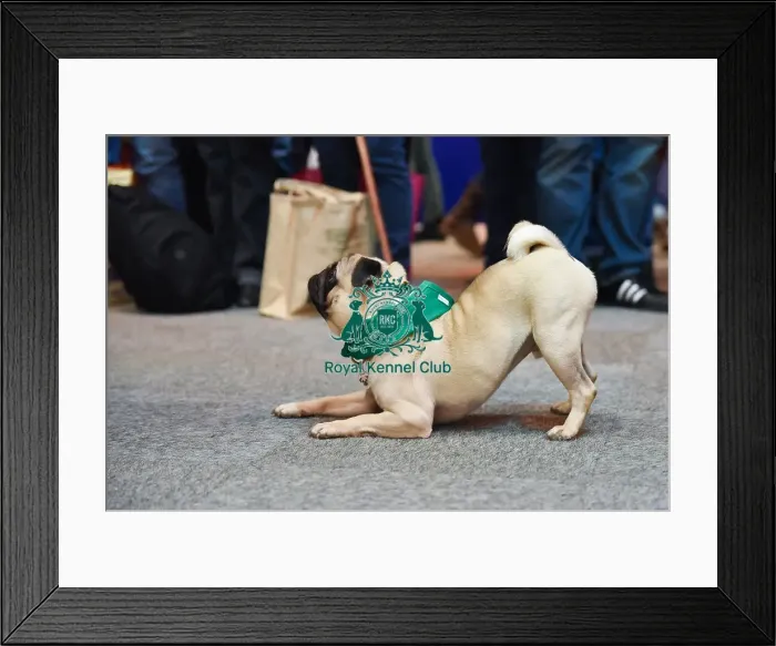 Framed Print : Crufts 2016 Framed Print : Crufts 2016