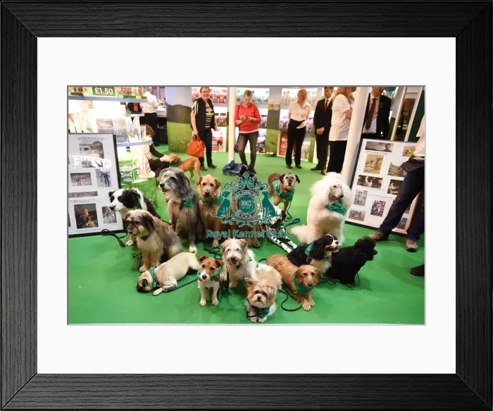 Framed Print : Crufts 2016 Framed Print : Crufts 2016