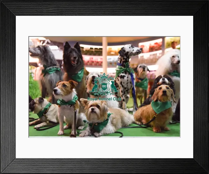 Framed Print : Crufts 2016