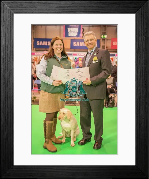 Framed Print : Crufts 2016 Gundog day Framed Print : Crufts 2016 Gundog day
