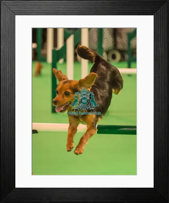 Framed Print : Crufts 2016 Gundog day Framed Print : Crufts 2016 Gundog day