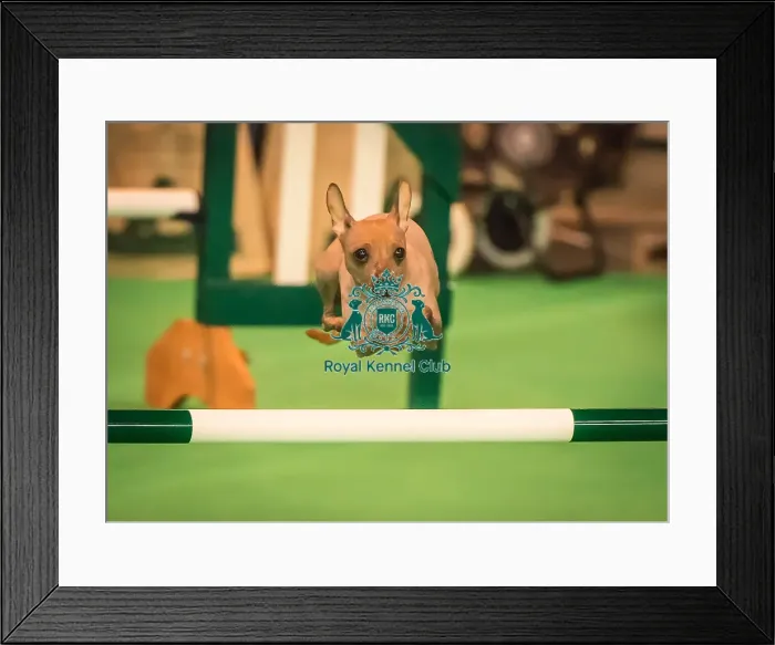 Framed Print : Crufts 2016 Gundog day Framed Print : Crufts 2016 Gundog day