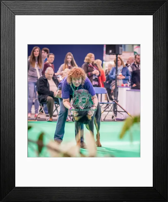 Framed Print : Crufts 2016 Gundog day Framed Print : Crufts 2016 Gundog day