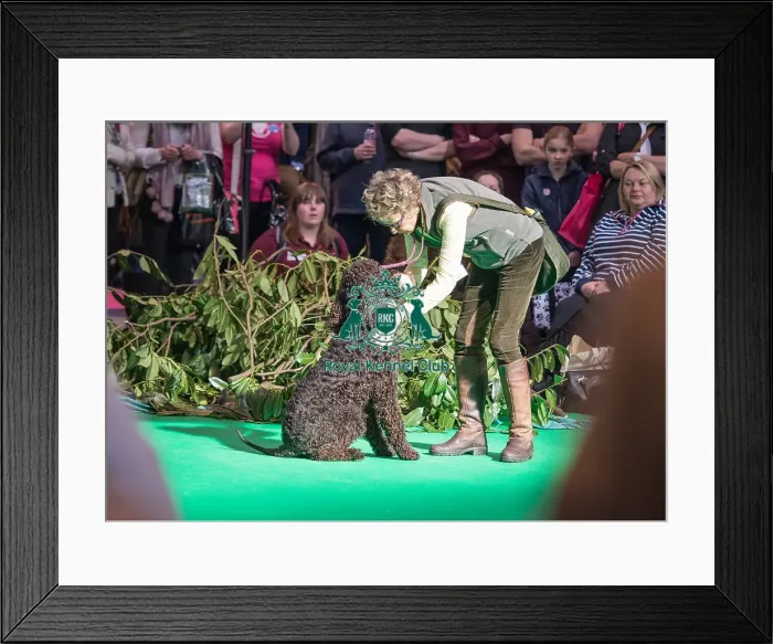 Framed Print : Crufts 2016 Gundog day Framed Print : Crufts 2016 Gundog day