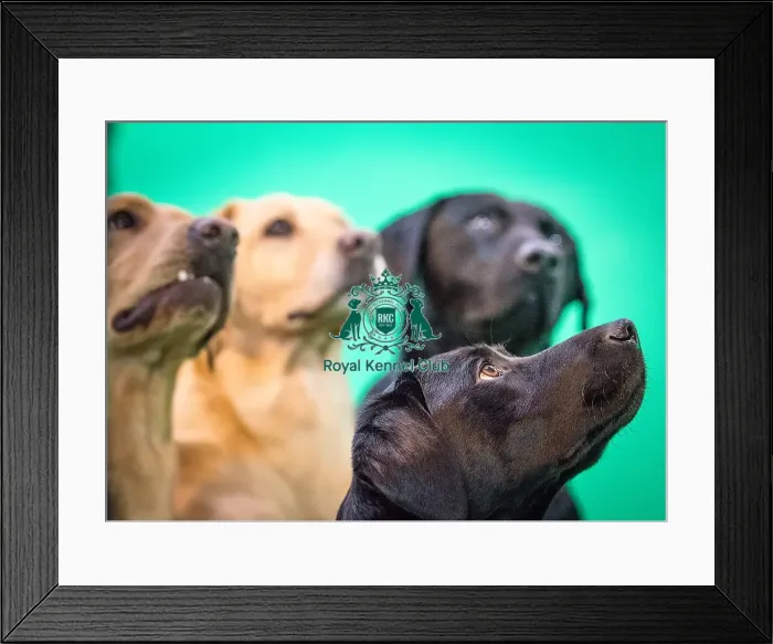 Framed Print : Crufts 2016 Gundog day Framed Print : Crufts 2016 Gundog day