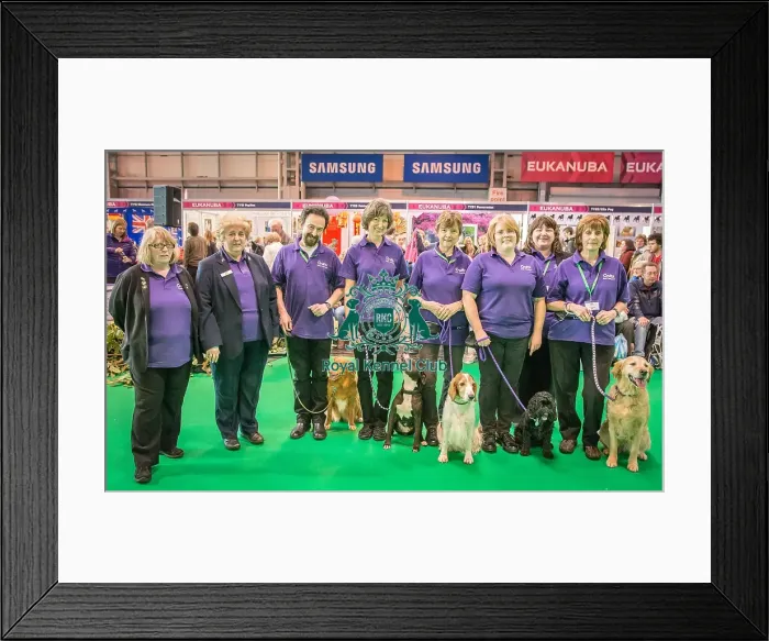 Framed Print : Crufts 2016 Gundog day Framed Print : Crufts 2016 Gundog day
