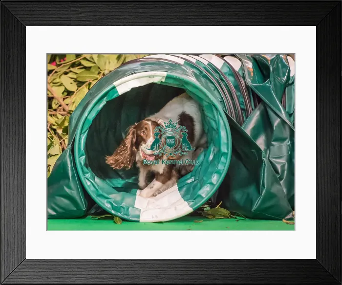Framed Print : Crufts 2016 Gundog day Framed Print : Crufts 2016 Gundog day