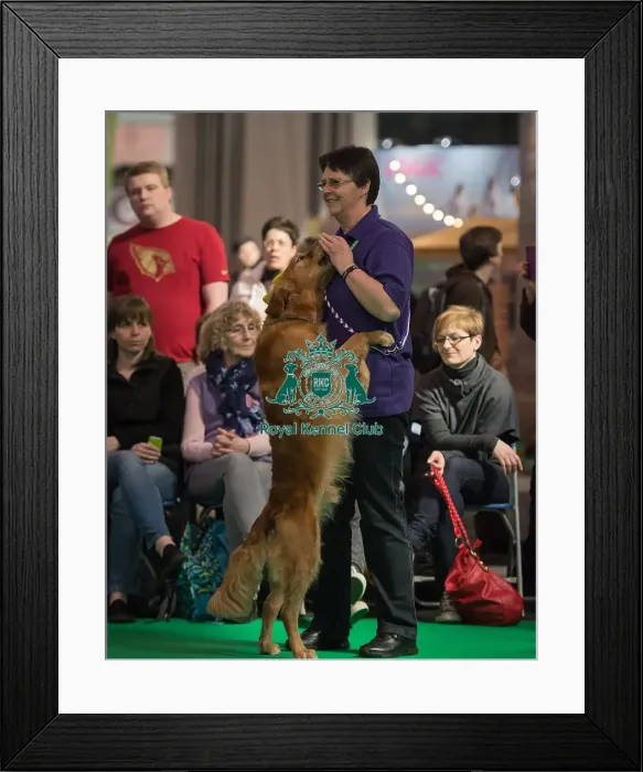 Framed Print : Crufts 2016 Gundog day Framed Print : Crufts 2016 Gundog day