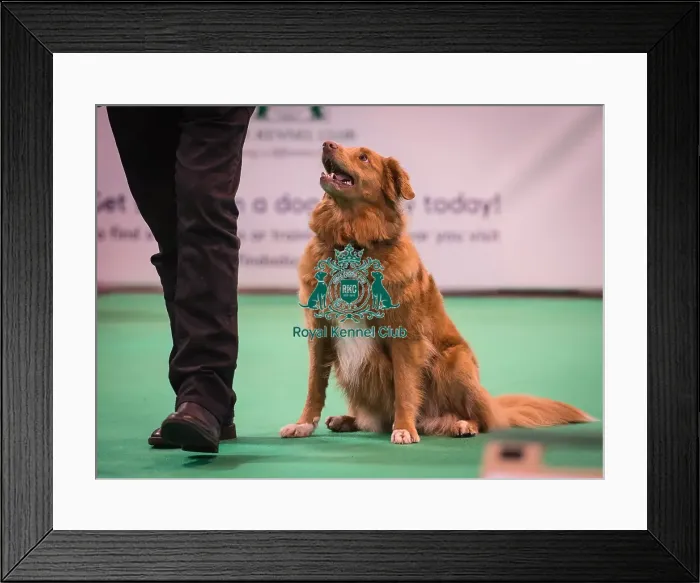 Framed Print : Crufts 2016 Gundog day Framed Print : Crufts 2016 Gundog day